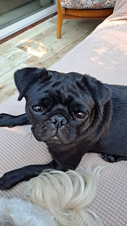 Oh miss Piggy the pug, that's one cheeky face!